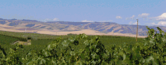 Dusted Valley Vyds panorama.gif